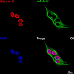Histone H3 Antibody in Immunocytochemistry (ICC/IF)