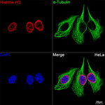 Histone H3 Antibody in Immunocytochemistry (ICC/IF)