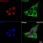 Histone H3 Recombinant Rabbit Monoclonal Antibody (6H3J7)