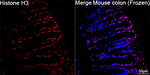 Histone H3 Antibody in Immunohistochemistry (Frozen) (IHC (F))