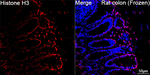 Histone H3 Antibody in Immunohistochemistry (Frozen) (IHC (F))