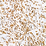 Histone H3 Antibody in Immunohistochemistry (Paraffin) (IHC (P))