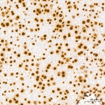 Histone H3 Antibody in Immunohistochemistry (Paraffin) (IHC (P))