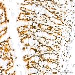 Histone H3 Antibody in Immunohistochemistry (Paraffin) (IHC (P))
