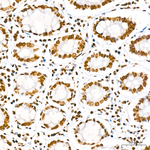 Histone H3 Antibody in Immunohistochemistry (Paraffin) (IHC (P))