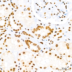 Histone H3 Antibody in Immunohistochemistry (Paraffin) (IHC (P))