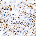 Histone H3 Antibody in Immunohistochemistry (Paraffin) (IHC (P))