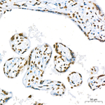 Histone H3 Antibody in Immunohistochemistry (Paraffin) (IHC (P))