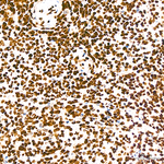 Histone H3 Antibody in Immunohistochemistry (Paraffin) (IHC (P))