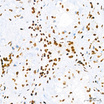 Histone H3 Antibody in Immunohistochemistry (Paraffin) (IHC (P))