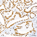 Histone H3 Antibody in Immunohistochemistry (Paraffin) (IHC (P))