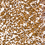Histone H3 Antibody in Immunohistochemistry (Paraffin) (IHC (P))