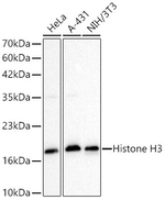Histone H3 Antibody in Western Blot (WB)