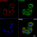 E-Cadherin Antibody in Immunocytochemistry (ICC/IF)