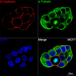E-Cadherin Recombinant Rabbit Monoclonal Antibody (4M4H3)