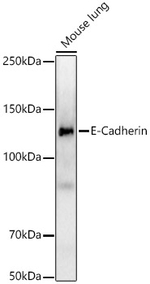 E-Cadherin Antibody in Western Blot (WB)