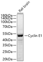 Cyclin E Antibody in Western Blot (WB)