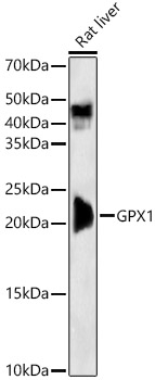 Glutathione Peroxidase 1 Antibody in Western Blot (WB)