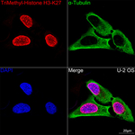 H3K27me3 Recombinant Rabbit Monoclonal Antibody (6F0H6)
