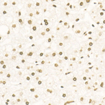 H3K27me3 Antibody in Immunohistochemistry (Paraffin) (IHC (P))