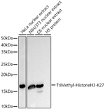 H3K27me3 Antibody in Western Blot (WB)