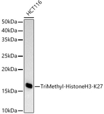 H3K27me3 Antibody in Western Blot (WB)