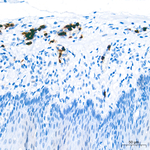 Arginase 1 Recombinant Rabbit Monoclonal Antibody (4Y5A1)