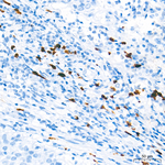 Arginase 1 Antibody in Immunohistochemistry (Paraffin) (IHC (P))