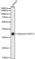 Arginase 1 Antibody in Western Blot (WB)