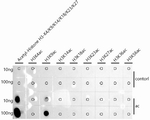H3K9ac Antibody in Dot Blot (DB)