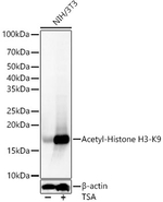 H3K9ac Antibody in Western Blot (WB)