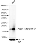 H3K9ac Antibody in Western Blot (WB)
