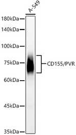 CD155 Antibody in Western Blot (WB)
