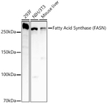 FASN Antibody in Western Blot (WB)