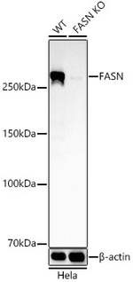 FASN Antibody in Western Blot (WB)