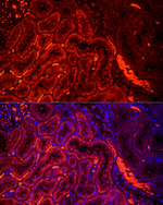 HEXA Antibody in Immunohistochemistry (Paraffin) (IHC (P))