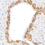 HEXA Antibody in Immunohistochemistry (Paraffin) (IHC (P))