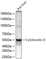 Cytokeratin 8 Antibody in Western Blot (WB)