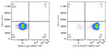 CD13 Antibody in Flow Cytometry (Flow)