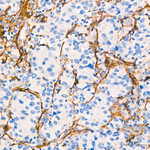 CD13 Antibody in Immunohistochemistry (Paraffin) (IHC (P))