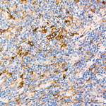 CD13 Antibody in Immunohistochemistry (Paraffin) (IHC (P))