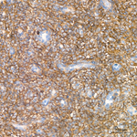 CD13 Antibody in Immunohistochemistry (Paraffin) (IHC (P))