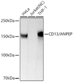 CD13 Antibody in Western Blot (WB)