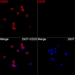 CD25 Recombinant Rabbit Monoclonal Antibody (6K5E4)