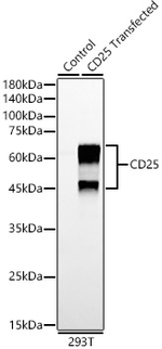 CD25 Antibody in Western Blot (WB)