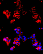 CD98 Recombinant Rabbit Monoclonal Antibody (2V10F5)