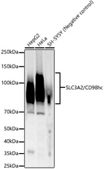 CD98 Antibody in Western Blot (WB)