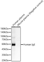 Human IgE Recombinant Rabbit Monoclonal Antibody (2F6A6)