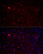 IBA1 Recombinant Rabbit Monoclonal Antibody (5U6V1)