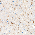 IBA1 Antibody in Immunohistochemistry (Paraffin) (IHC (P))